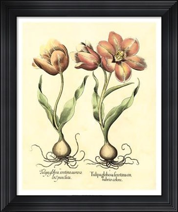 Framed Bulb Garden III Print
