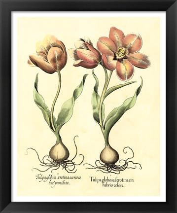 Framed Bulb Garden III Print