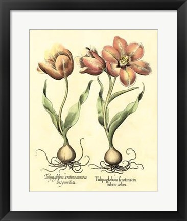 Framed Bulb Garden III Print