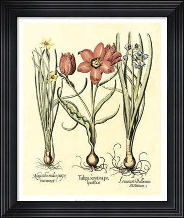 Framed Bulb Garden IV Print