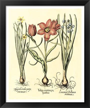 Framed Bulb Garden IV Print