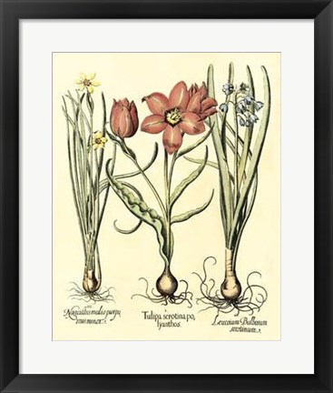 Framed Bulb Garden IV Print