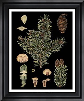 Framed Dramatic Conifers I Print