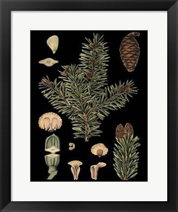 Framed Dramatic Conifers I Print