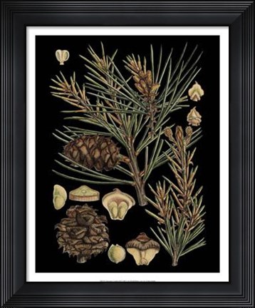 Framed Dramatic Conifers II Print