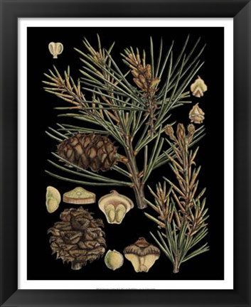 Framed Dramatic Conifers II Print