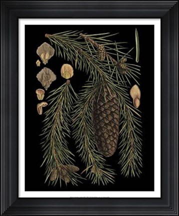 Framed Dramatic Conifers III Print