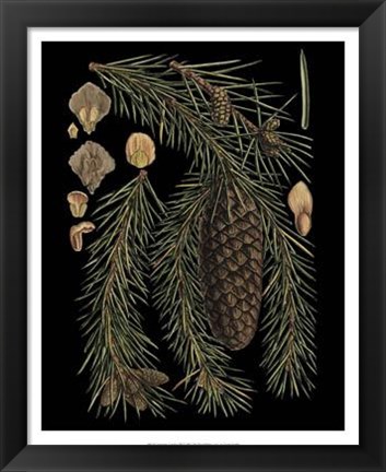 Framed Dramatic Conifers III Print