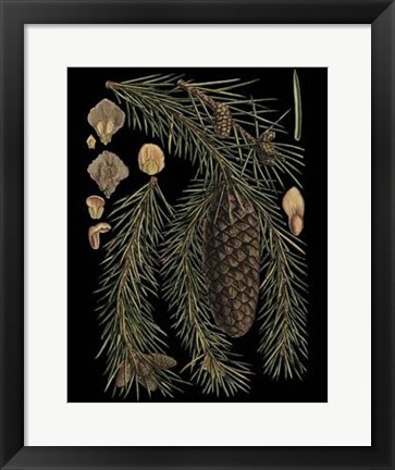 Framed Dramatic Conifers III Print