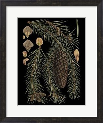 Framed Dramatic Conifers III Print