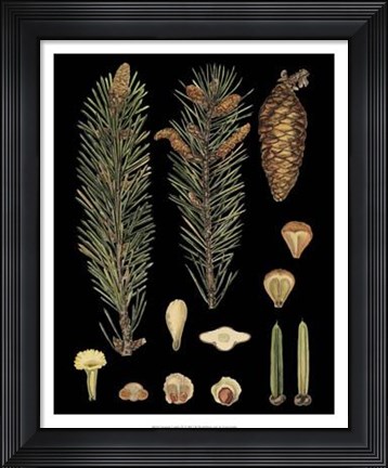 Framed Dramatic Conifers IV Print