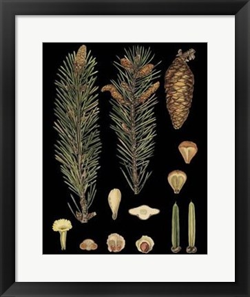 Framed Dramatic Conifers IV Print