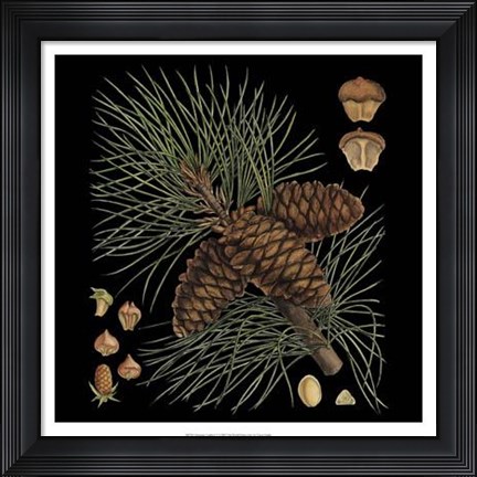 Framed Dramatic Conifers V Print
