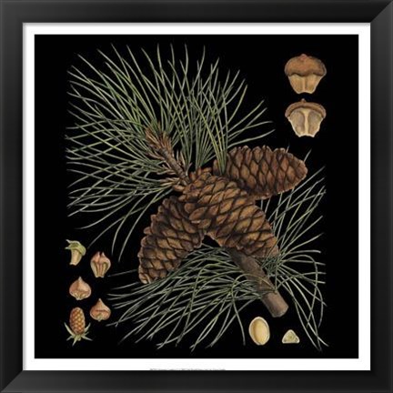 Framed Dramatic Conifers V Print