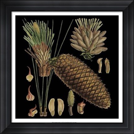 Framed Dramatic Conifers VI Print