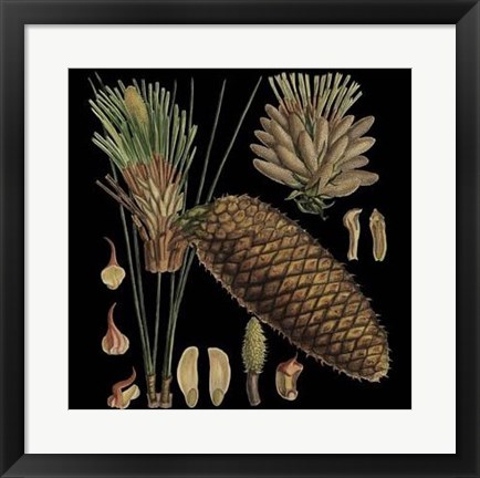 Framed Dramatic Conifers VI Print