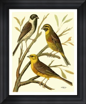 Framed Domestic Bird Family I Print