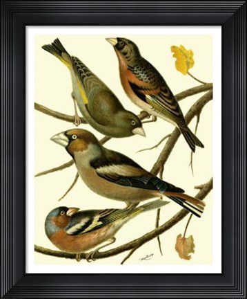 Framed Domestic Bird Family II Print