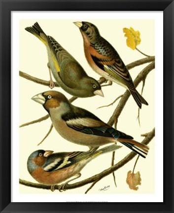 Framed Domestic Bird Family II Print