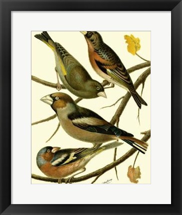 Framed Domestic Bird Family II Print