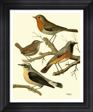 Framed Domestic Bird Family III Print