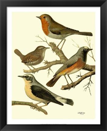 Framed Domestic Bird Family III Print