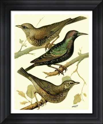 Framed Domestic Bird Family IV Print