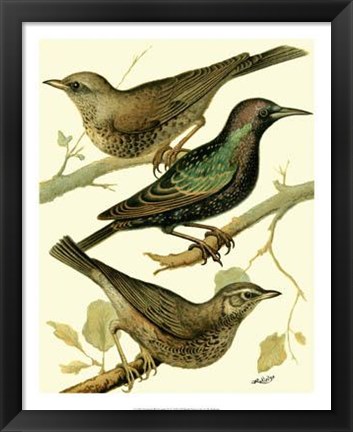 Framed Domestic Bird Family IV Print