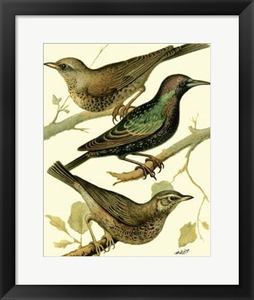 Framed Domestic Bird Family IV Print