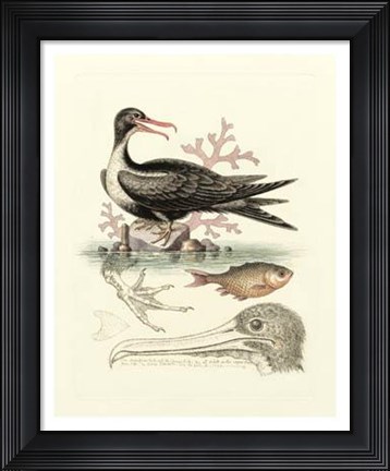 Framed Aquatic Birds I Print