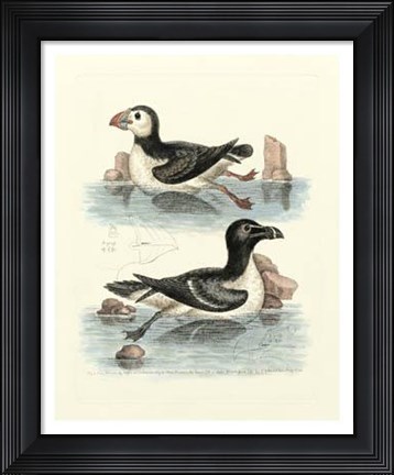 Framed Aquatic Birds II Print