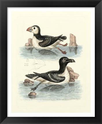 Framed Aquatic Birds II Print