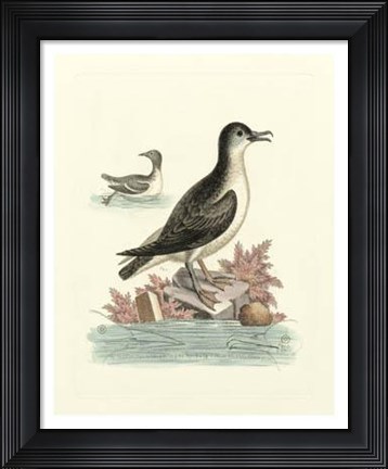 Framed Aquatic Birds III Print