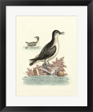 Framed Aquatic Birds III Print