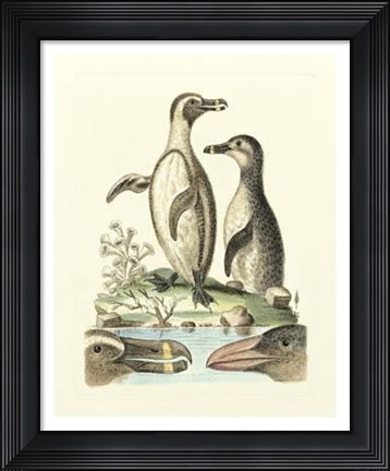 Framed Aquatic Birds IV Print