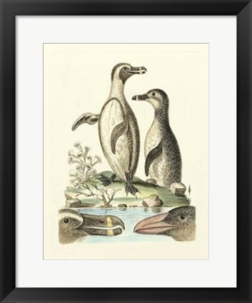 Framed Aquatic Birds IV Print