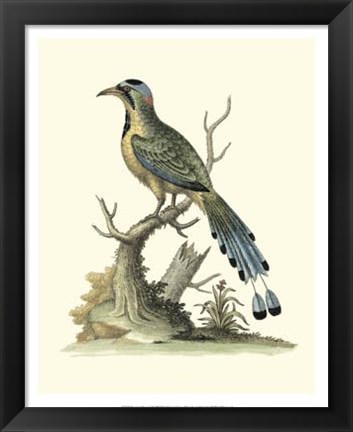 Framed Poised In Nature II Print