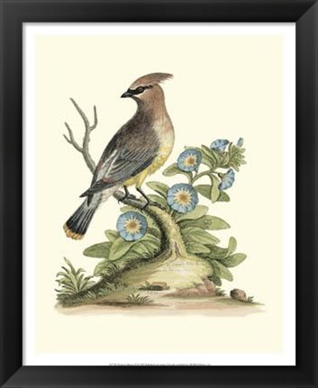 Framed Poised In Nature III Print