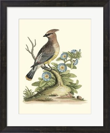Framed Poised In Nature III Print
