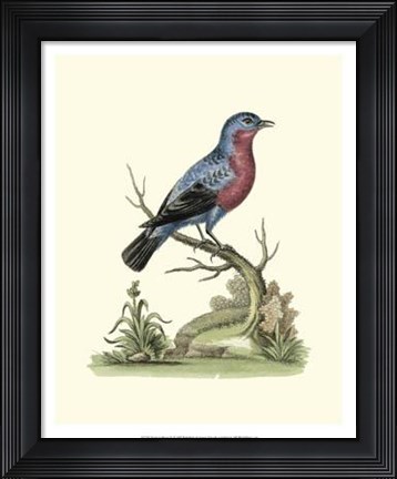 Framed Poised In Nature IV Print