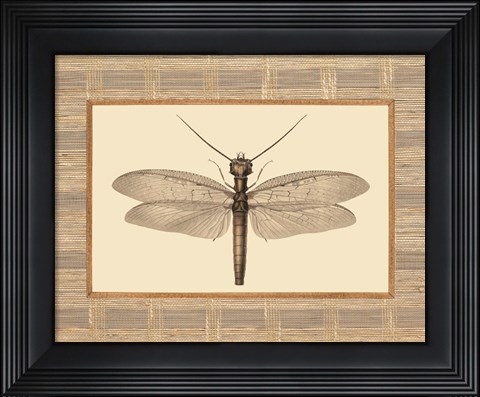 Framed Delicate Dancer II Print