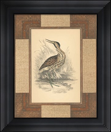 Framed Marshland Bittern Print