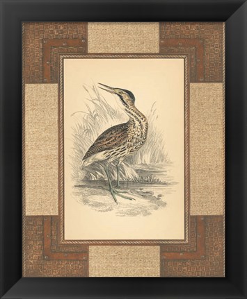 Framed Marshland Bittern Print