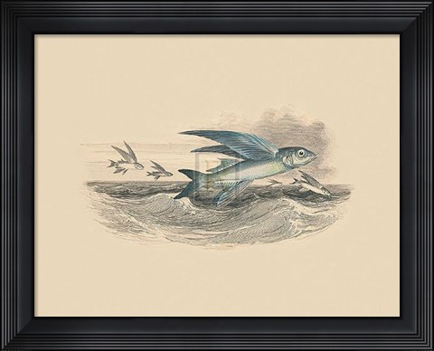 Framed Flying Fish I Print