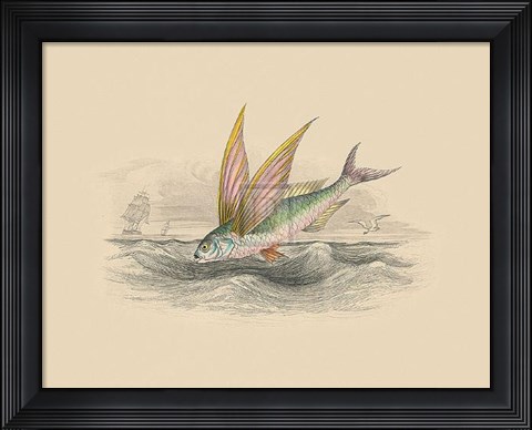 Framed Flying Fish II Print