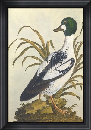 Framed Silesian Birds I Print