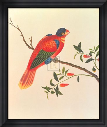 Framed Red Parrot Print