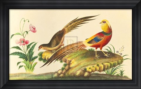 Framed Pheasants Print