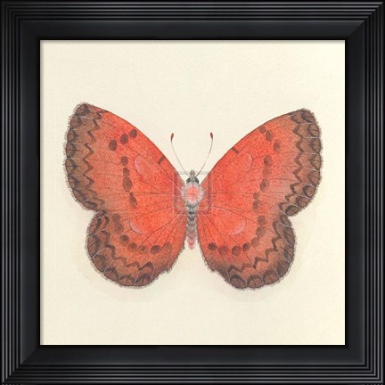 Framed Butterfly I Print