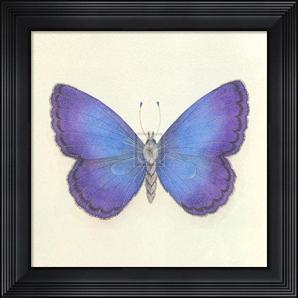 Framed Butterfly II Print